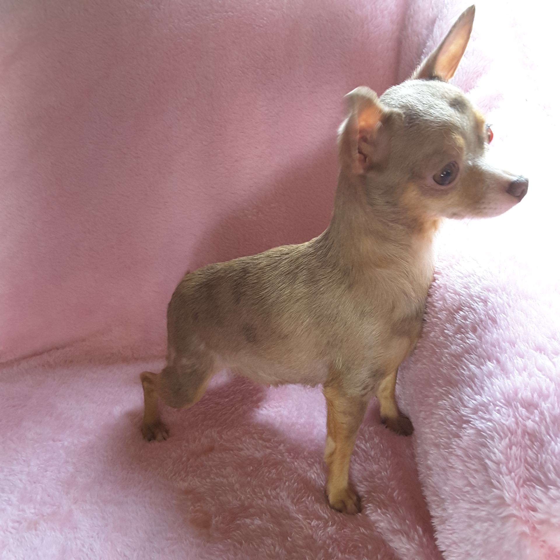 Long Hair Teacup Chihuahua Puppies for Sale in Ottawa, Canada Sunsets