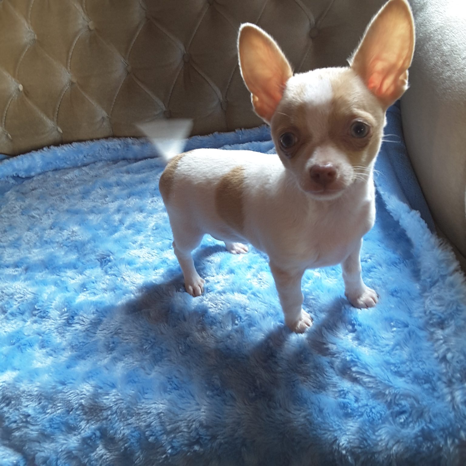 Teacup Chihuahua Puppies For Sale in Ontario, Canada Sunsets Chihuahuas