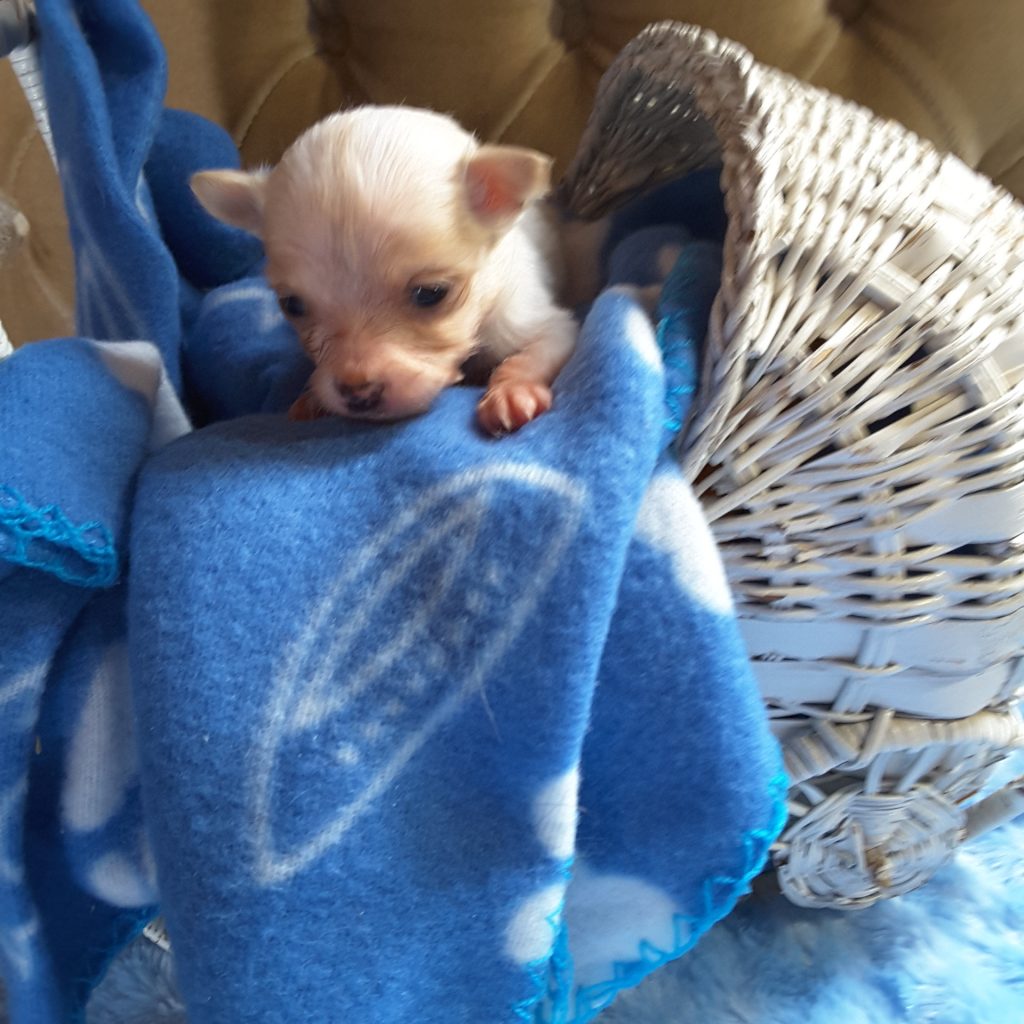 Teacup Chihuahua Puppies For Sale in Ontario, Canada Sunsets Chihuahuas