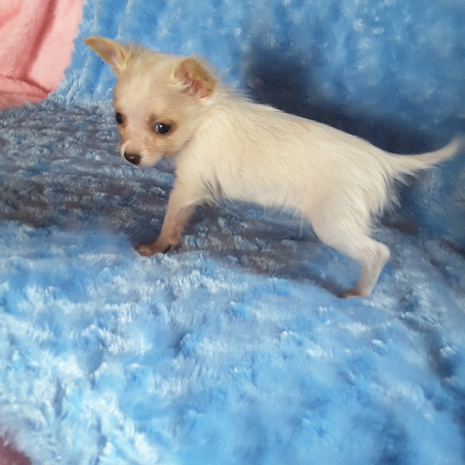 Teacup Chihuahua Puppies For Sale in Ontario, Canada Sunsets Chihuahuas