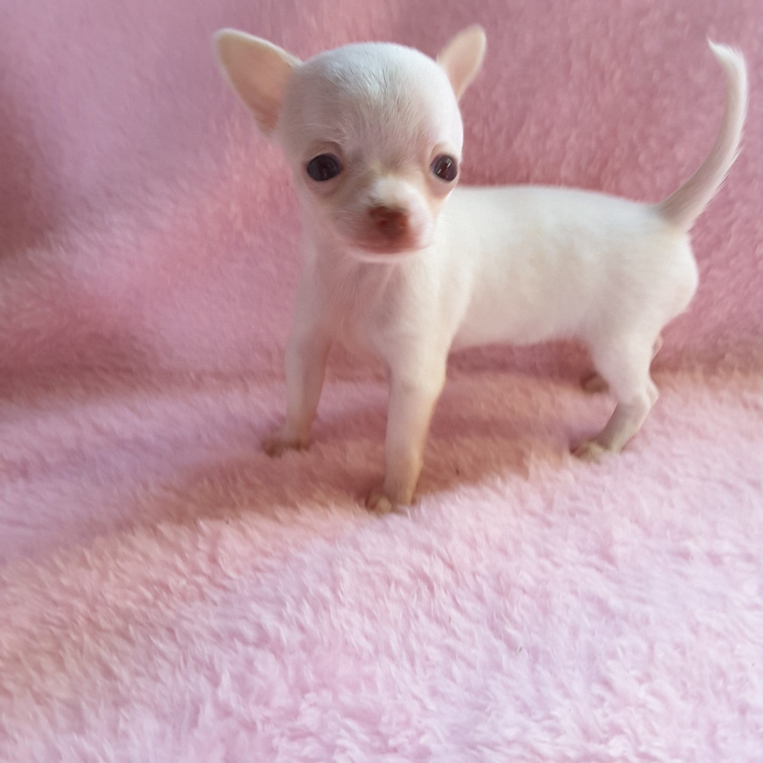 Long Hair Teacup Chihuahua Puppies for Sale in Ottawa, Canada Sunsets