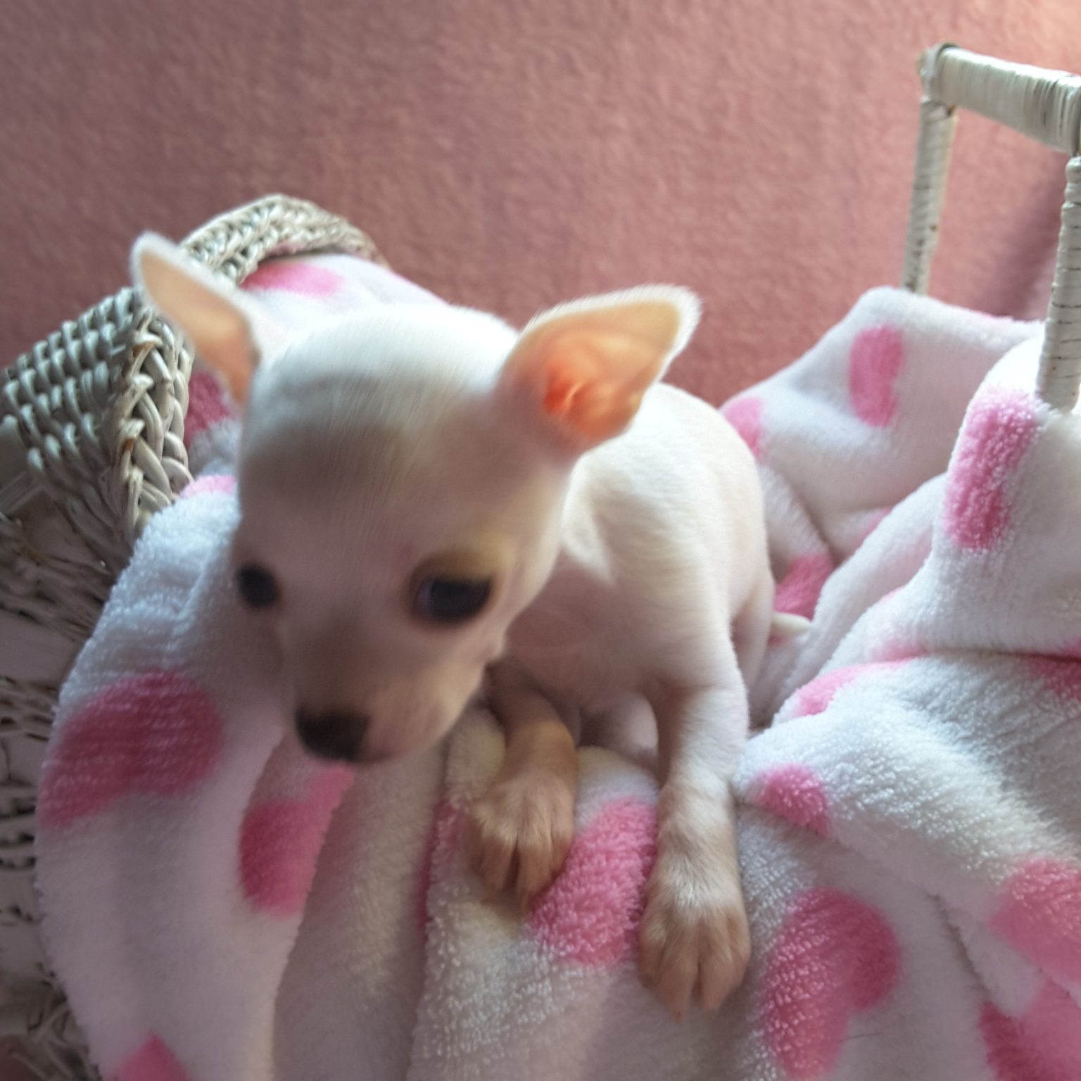 Long Hair Teacup Chihuahua Puppies for Sale in Ottawa, Canada Sunsets