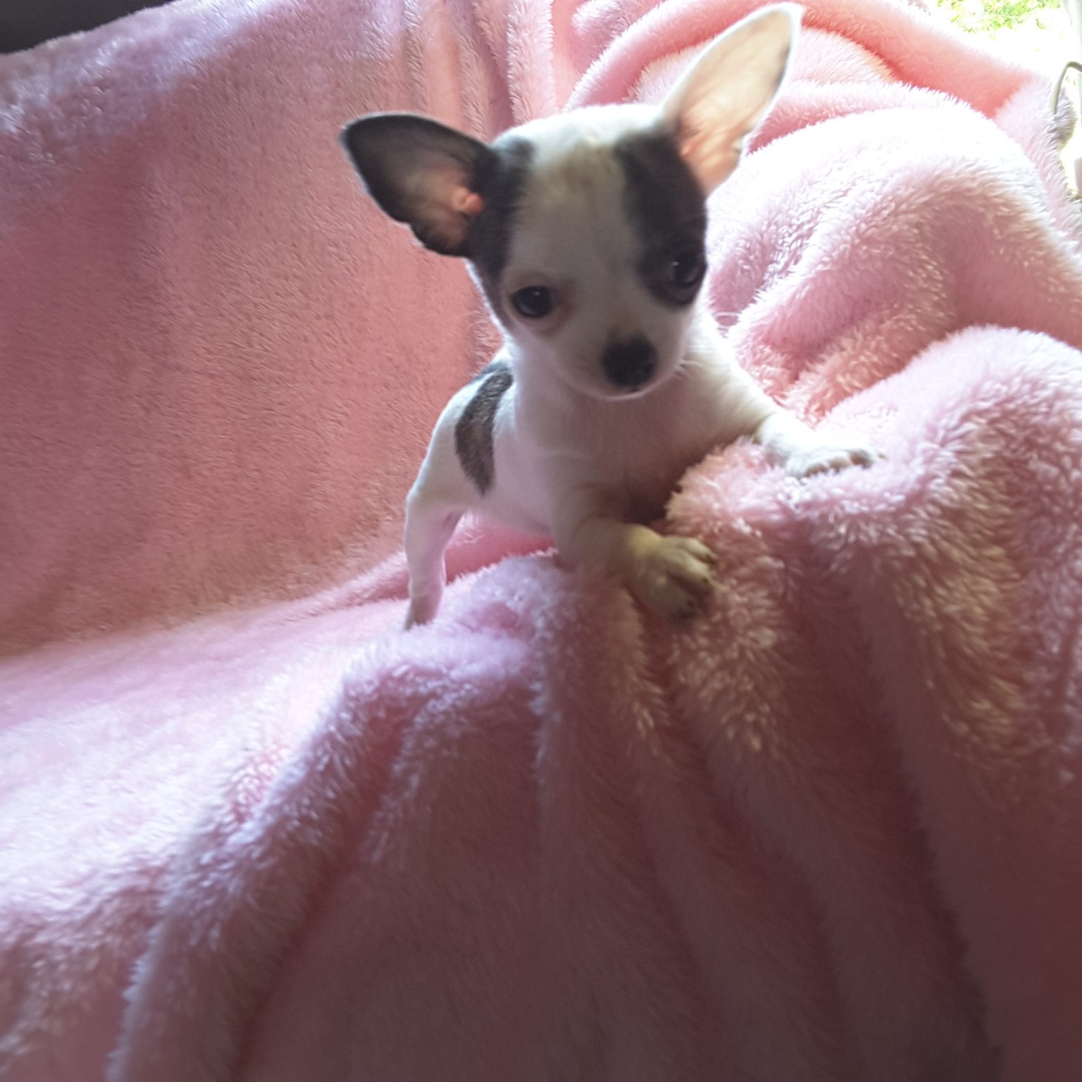 Long Hair Teacup Chihuahua Puppies for Sale in Ottawa, Canada Sunsets