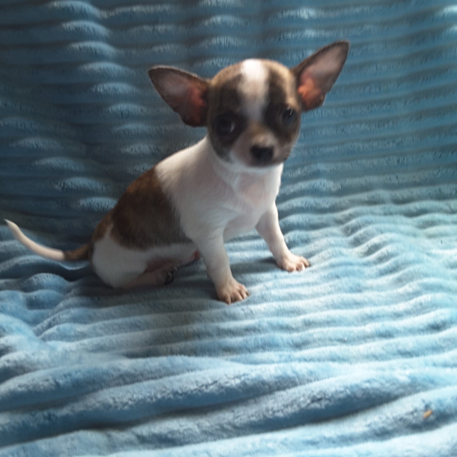 Long Hair Teacup Chihuahua Puppies for Sale in Ottawa, Canada Sunsets