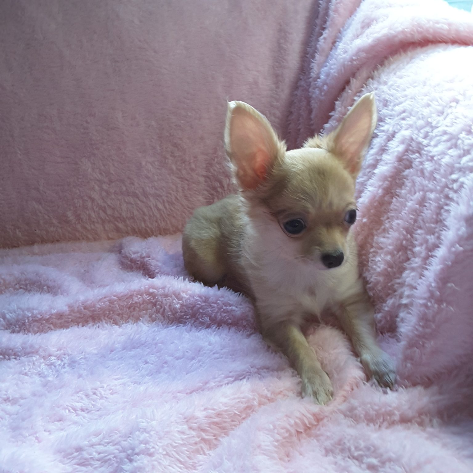 Long Hair Teacup Chihuahua Puppies for Sale in Ottawa, Canada Sunsets