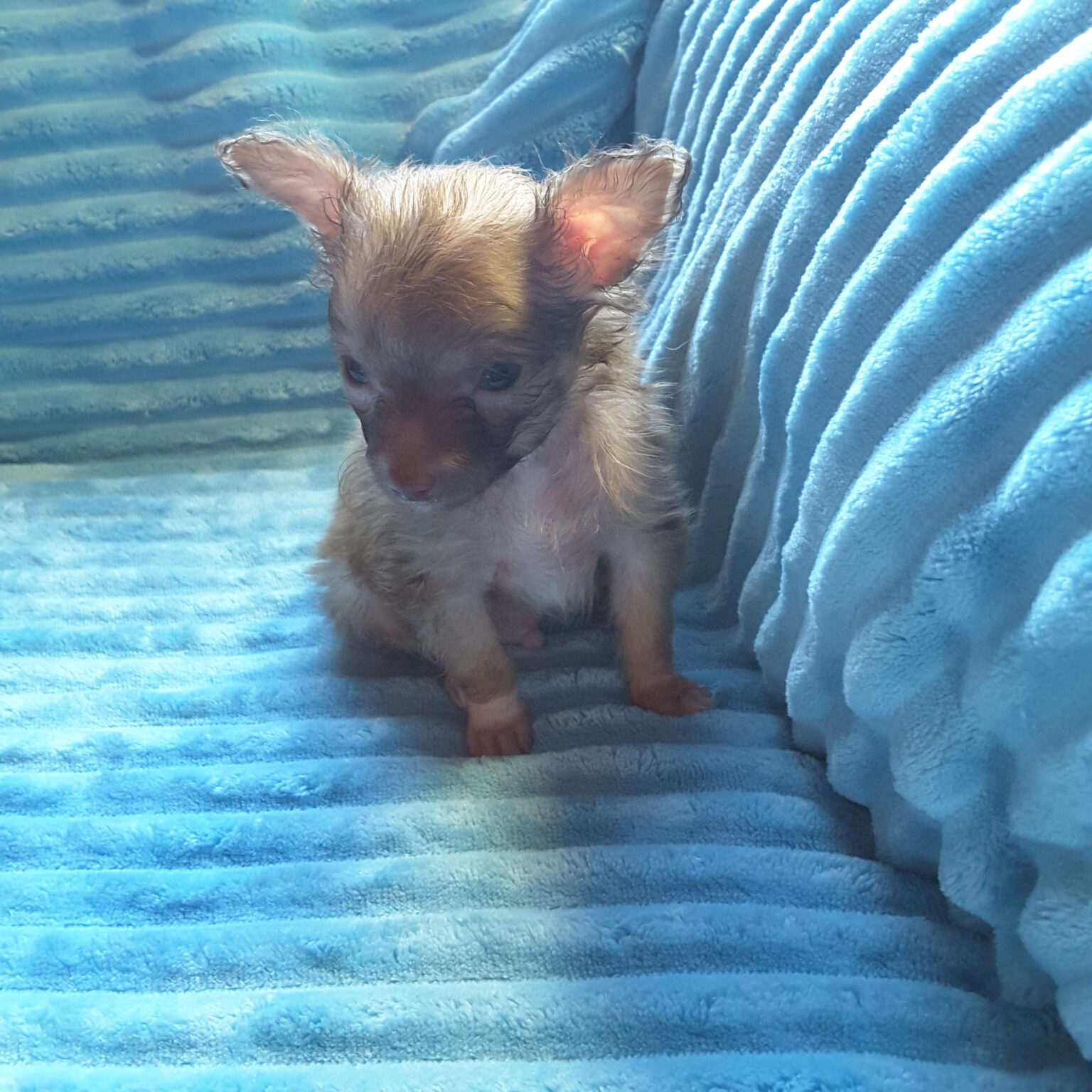 Long Hair Teacup Chihuahua Puppies for Sale in Ottawa, Canada Sunsets
