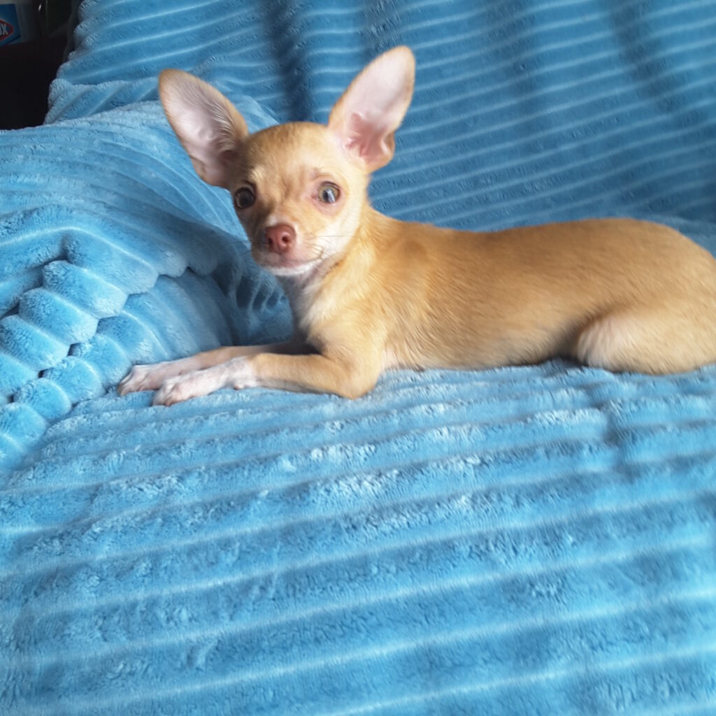 Long Hair Teacup Chihuahua Puppies for Sale in Ottawa, Canada Sunsets