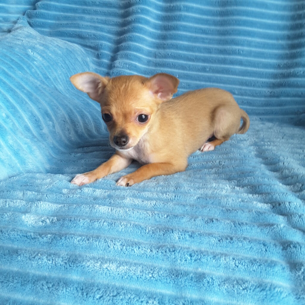 Long Hair Teacup Chihuahua Puppies for Sale in Ottawa, Canada Sunsets