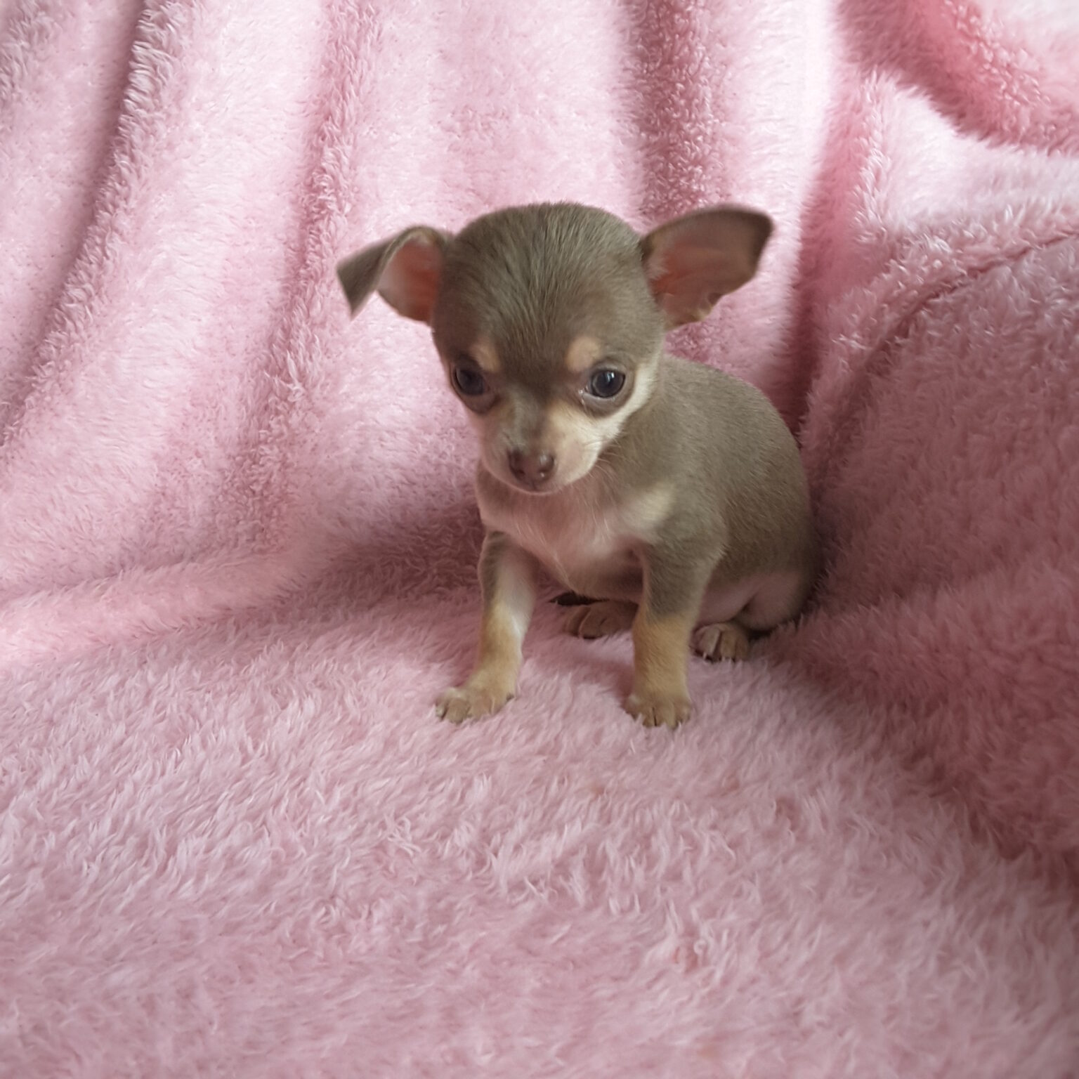 Long Hair Teacup Chihuahua Puppies for Sale in Ottawa, Canada Sunsets