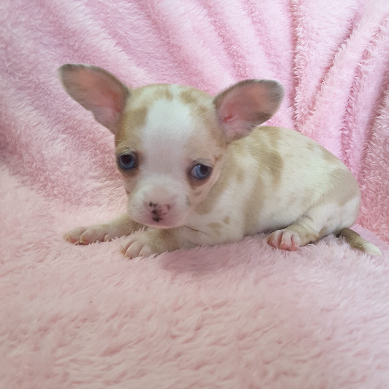 Long Hair Teacup Chihuahua Puppies for Sale in Ottawa, Canada Sunsets