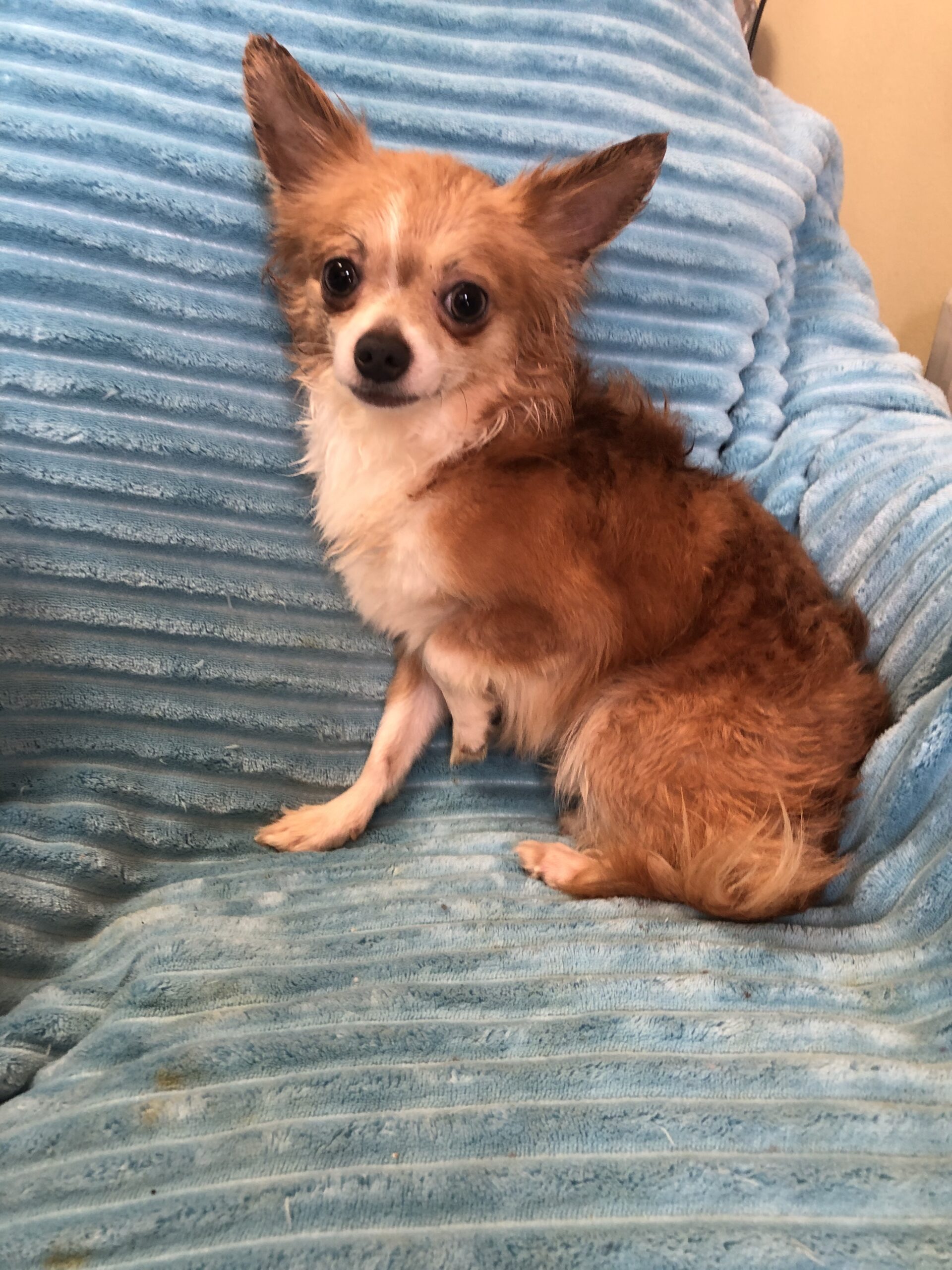 Long Hair Teacup Chihuahua Puppies for Sale in Ottawa Canada Sunsets Chihuahuas